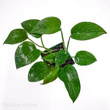 Image result for Epipremnum aureum