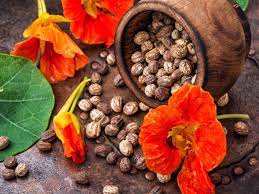 They also have both wild and cultivated cousins. Nasturtium Seed Saving How To Gather Nasturtium Seeds