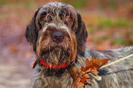 Welcome to wet acres griffons. Korthals Griffon 23 Things To Know About This Increasingly Popular Breed