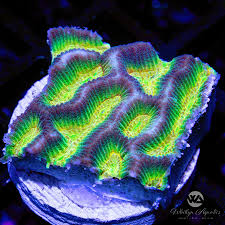 Image result for Platycoryne