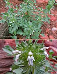 Image result for Leucas sexdentata