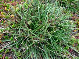 Image result for Fimbristylis squarrosa