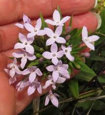 Image result for Conostomium natalense