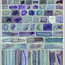 Image result for Acrachne