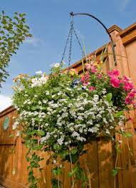What Flowers Do Not Need A Lot Of Sun Blog Growjoy Hanging Plants Hanging Flower Baskets Planting Flowers