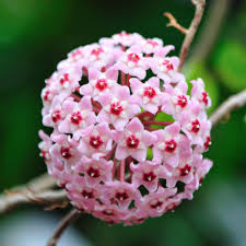 How to plant in clay. Cottage Farms Direct Annuals Krimson Queen Hoya Wax Plant
