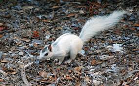 9 Hello Mr Piebald Squirrel Rare Animals Animals Animals Beautiful
