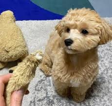 Breeders of merit are denoted by level in ascending order of: Best Maltipoo Puppies In Illinois Top 6 Breeders 2021 We Love Doodles