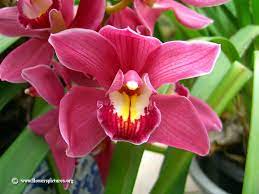 Order Cymbidium Orchids And Other Popular Varieties Of Wholesale Flowers Online From The Grower S Box Description From Cymbidium Orchids Orchid Flower Orchids