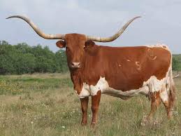 Longhorn Cattle Bulls Texas Longhorn Cattle For Sale Austin Texas Longhorn Cattle Bulls Longhorn Cattle Longhorn Cow Cattle