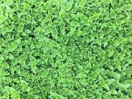 Add to pasta sauce ground mediterranean oregano can be added at the beginning of cooking to add herbal depth, but. Edible Ground Cover Plants To Foodscape Your Yard Gardensall