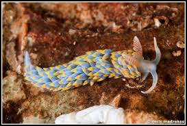 Image result for Pycnostachys coerulea