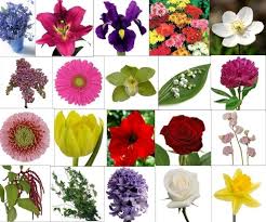 They named their son david; Types Of Flowers And Their Meanings