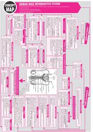The male reproductive system is responsible for sexual function, as well as urination. Neet Biology Human Male Reproductive System Concept Map