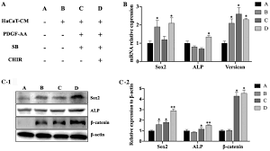 Use it on straight hair to add dimension and shine. Hacat Conditioned Medium Supplemented With The Small Molecule Inhibitors Sb431542 And Chir99021 And The Growth Factor Pdgf Aa Prevents The Dedifferentiation Of Dermal Papilla Cells Em In Vitro Em