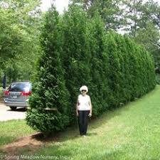Learn about bushes that will make your yard more private in a hurry. 21 Best Narrow Green Hedge Ideas Plants Privacy Landscaping Privacy Trees