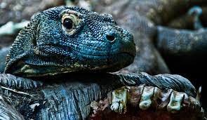 11 Facts About The Komodo Dragon Indonesia S National Animal