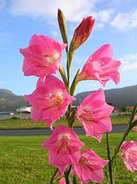 Gladiolus Good Morning Flowers Morning Pictures Morning Flowers