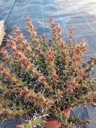 Image result for Euphorbia schinzii