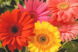 Easy Pretty Flower Combination Ideas For Landscaping Gerber Daisies Gerbera Daisy Pretty Flowers