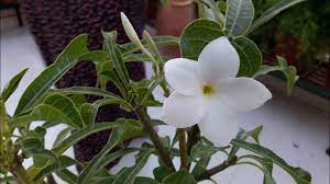 The champa flower has various uses in day to day life. How To Grow And Care Naag Champa Plumeria Pudica Bridal Bouquet à¤¨ à¤— à¤š à¤ª 16 Oct 2017 Youtube