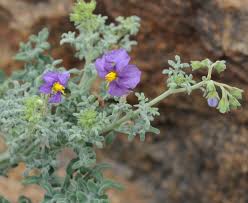 Image result for Solanum torreanum