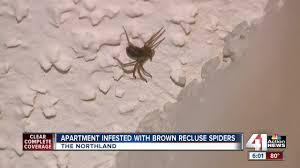 Our area is known for having both brown recluse and. Brown Recluse Spiders Invade Northland Apartment Tenant Wants To Move Out