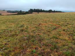 Image result for Microchloa altera