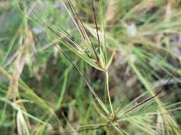 Image result for Themeda triandra
