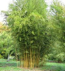 Is bamboo an invasive species? Golden Bamboo Phyllostachys Aurea At Rs 199 Piece à¤¬ à¤¸ à¤• à¤ª à¤§ à¤¬à¤® à¤¬ à¤ª à¤² à¤Ÿ Mylandscaping Solutions Private Limited Hyderabad Id 21883516555