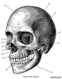 High quality vintage anatomy gifts and merchandise. Skull Drawing Human Vintage Illustration White Skeleton Anatomy Halloween Art Hand Black Sketch Etching Old Engraving Death Head Engraved Medical Isolated Science Drawn Body Bo Stock Illustration Adobe Stock