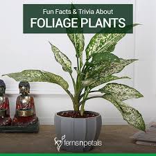 When a fly, ant, or other bug makes its way in between the leaves, they snap shut in under a single second. Fun Facts Trivia About Foliage Plants