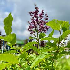 Image result for Syringa prestoniae