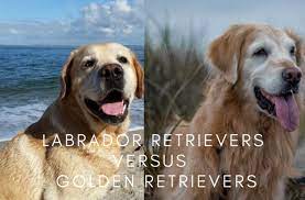 8 Differences Between Labrador Retrievers And Golden Retrievers Pethelpful