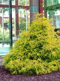 This japanese false cypress grows in a low mound in u.s. Gold Mop Cypress 3 Gallon Shrub Coniferous Shrubs For Summer Color Gardener Direct