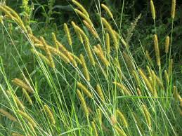 Image result for Setaria sulcata