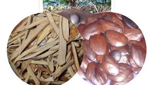 Image result for Sphenostylis