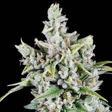 Image result for Allophylus whitei