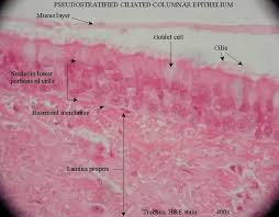 In contrast, the ciliated columnar epithelium aids the transport or movement of molecules and cells from one place to another and also provides protection against certain infections. Psuedostratified Columnar Epithelium Tissue Human Anatomy And Physiology Anatomy And Physiology Study Of Tissues