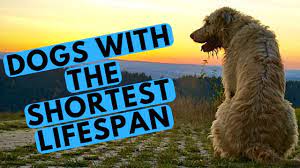 Why Do Mastiffs Have A Short Lifespan