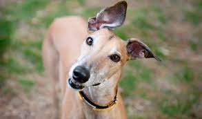 Greyhound Breed Information