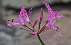 Image result for Nerine gaberonensis
