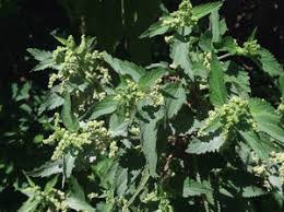 Image result for Urtica