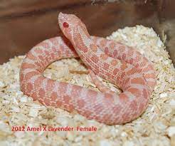 Hognosebreeders Net Hognose Snake Pet Snake Reptile Snakes