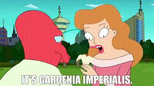 Image result for Gardenia imperialis