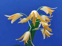 Image result for Schizochilus sulphureus