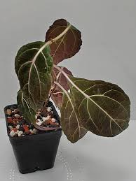 Image result for Mikania