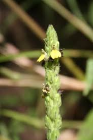 Image result for Justicia flava