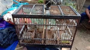 Burung dara murah boyolali / grebek pasar burung merpati yang murah meriah. Pasar Burung Terbesar Kliwonan Bekonag Sukoharjo Youtube