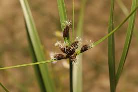 Image result for Bolboschoenus glaucus